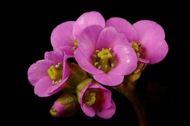 Kalın yapraklı fil kulaklı (Bergenia crassifolia). Çiçekler yakın plan