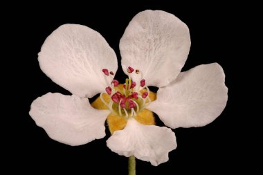 Armut (Pyrus Communis). Çiçek Kapanışı