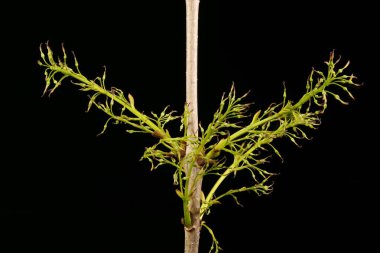 Kül (Fraxinus Excelsior). Kadın Enfeksiyonu. Yakın çekim.