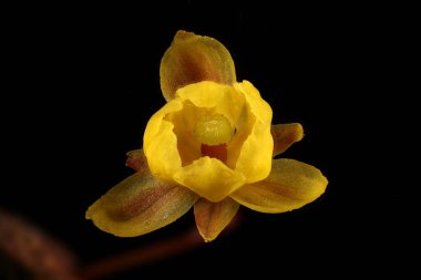 Thunberg 'in Berberi (Berberis thunbergii). Çiçek Kapanışı