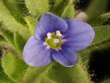 Wall Speedwell (Veronica arvensis). Çiçek Kapanışı