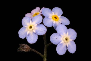 Wood Forget-Me-Not (Myosotis sylvatica). Inflorescence Detay Kapatma