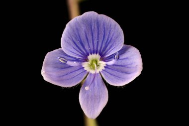 Germander Speedwell (Veronica Chamaedrys). Çiçek Kapanışı