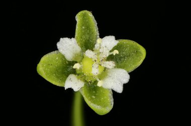Günah keçisi Pearlwort (Sagina procumbens). Çiçek Kapanışı