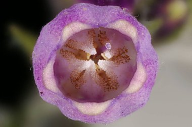 Genel (Symphytum officinale). Çiçek Kapanışı