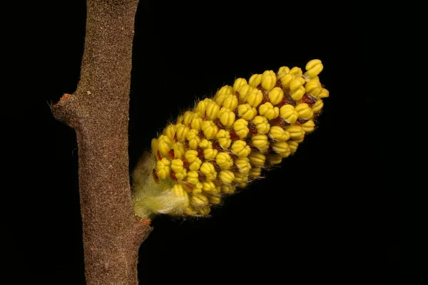 Gray Willow Salix Cinerea Bloeiwijze Van Man Close — Stockfoto