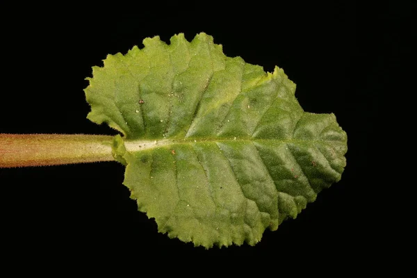 Primrose Primula Vulgaris Closeup Folha — Fotografia de Stock