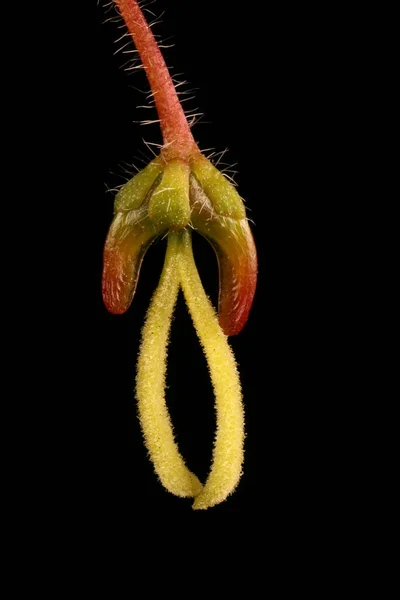 Χάρτης Φύλλα Τέφρας Acer Negundo Θηλυκό Λουλούδι — Φωτογραφία Αρχείου