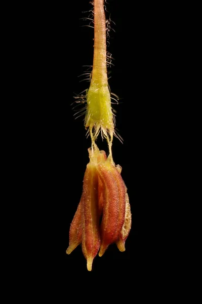 Ash Leaf Maple Acer Negundo Male Flower Closeup — Stock Photo, Image