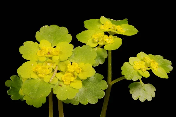 Saxifragem Dourada Folhas Alternadas Chrysosplenium Alternifolium Inflorescência Closeup — Fotografia de Stock