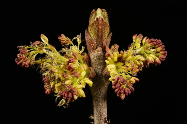 Kül Fraxinus Excelsior Erkek Enfeksiyonu Detayı Kapatma — Stok fotoğraf