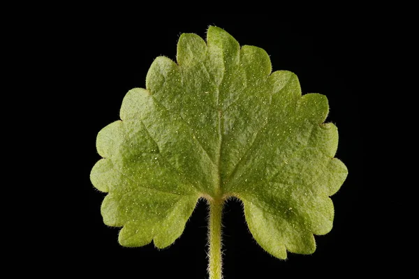 Ground Ivy Glechoma Hederacea Bladnärbild — Stockfoto