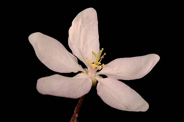 Mela Malus Domestica Primo Piano Fiore — Foto Stock