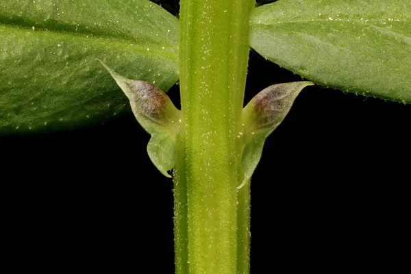 Bush Vetch Vicia Sepium Притулки Закриваються — стокове фото