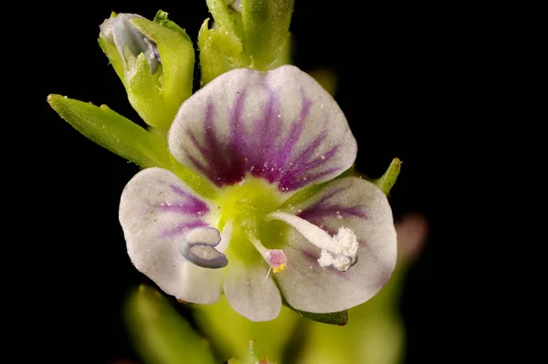 Thyme Leaved Speedwell Veronica Serpyllifolia Fecho Flor — Fotografia de Stock