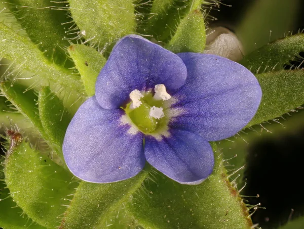 Wall Speedwell Veronica Arvensis Dalam Bahasa Inggris Bunga Menutup — Stok Foto