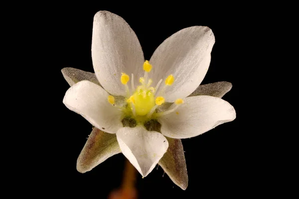 Kukorica Spurrey Spergula Arvensis Virágos Közelkép — Stock Fotó