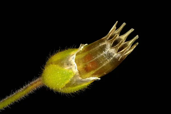 Ucho Myszy Zwyczajnej Cerastium Fontanum Zbliżenie Owoców — Zdjęcie stockowe