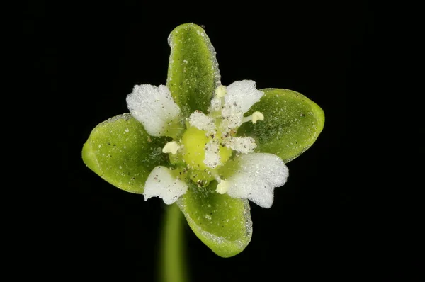 Procumbent Pearlwort Sagina Procumbens Flower Closeup — Stock Photo, Image