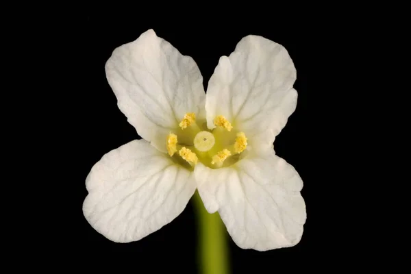 Pepparrot Armoracia Rusticana Blomma Närbild — Stockfoto