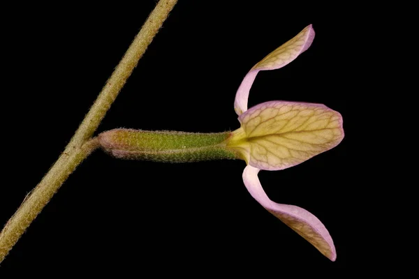 Night Scented Stock Matthiola Longipetala Flower Closeup — Stock Photo, Image