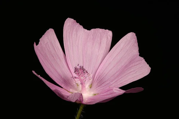 Musk Mallow Malva Moschata Flower Closeup — Stock Photo, Image