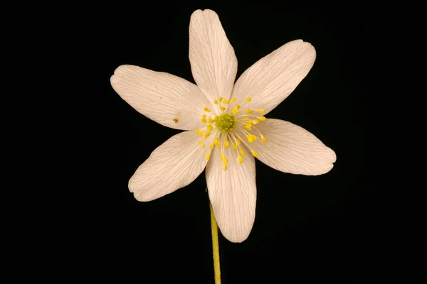 Wood Anemone Anemone Nemorosa Flower Closeup Stock Picture