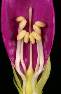 Yüksükotu (Digitalis purpurea). Pistil ve Stamens Kapanış