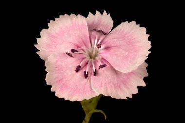 Sweet William (Dianthus barbatus). Flower Closeup clipart