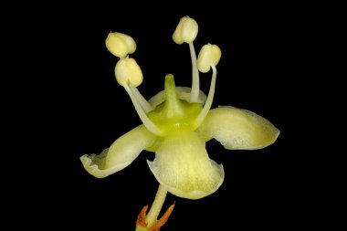 Fortune 's Spindle (Euonymus fortune). Çiçek Kapanışı