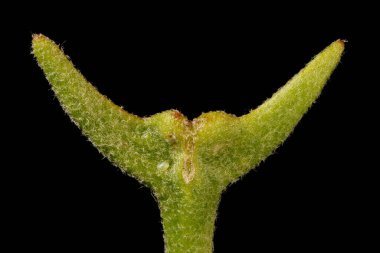 Gece Kokulu Stok (Matthiola longipetala). Meyve Tepesi Kapanışı