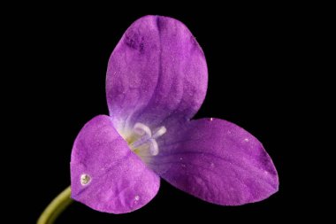 Bellflower (Campanula patula) yayılıyor. Anomali (Üç Yapraklı) Çiçek Kapanışı