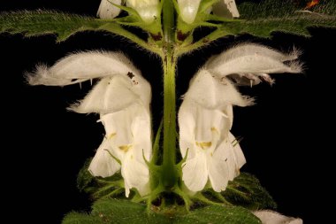 White Dead-Nettle (Lamium albümü). Çiçekler yakın plan