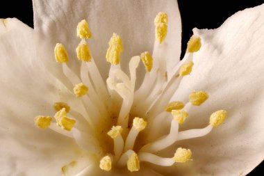 Alaycı Turuncu (the Mock-Orange). Pistil ve Stamens Kapanış
