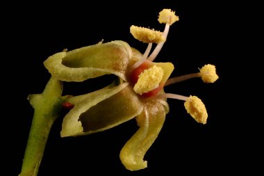 Thicket Creeper (Parthenocissus inserta). Çiçek Kapanışı