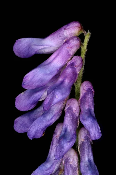 Tufted Vetch Vicia Cracca Detalhe Inflorescência Closeup — Fotografia de Stock