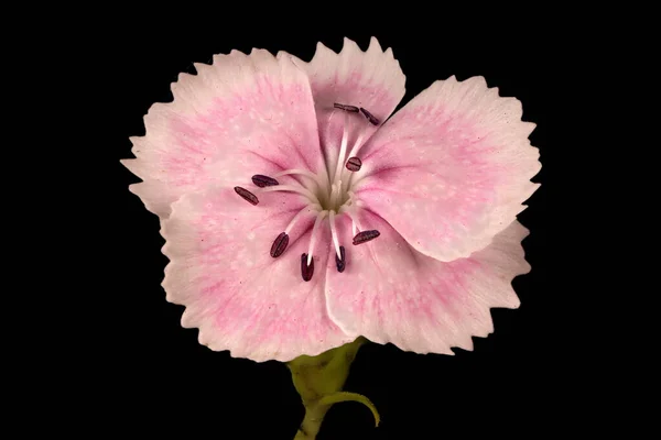 Tatlı William (Dianthus barbatus). Çiçek Kapanışı