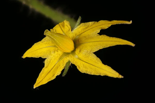 Domates Lycopersicon Esculentum Çiçek Kapanışı — Stok fotoğraf