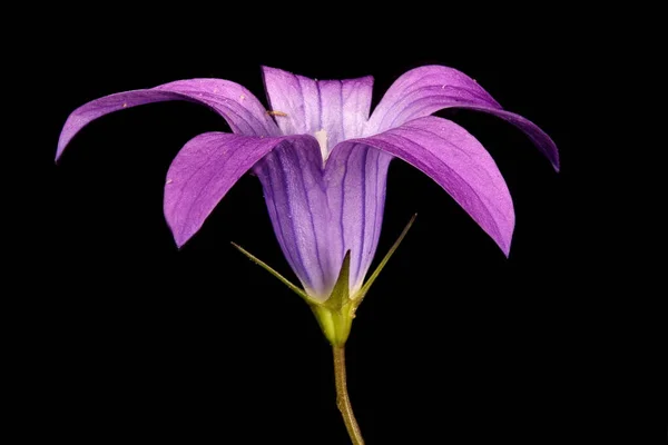 Glockenblume Campanula Patula Verbreiten Blume Nahaufnahme — Stockfoto