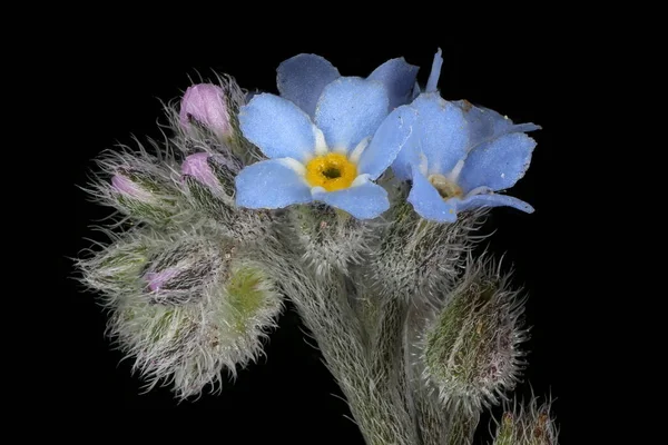 Field Forget Myosotis Arvensis Inflorescencia Detalle Primer Plano —  Fotos de Stock