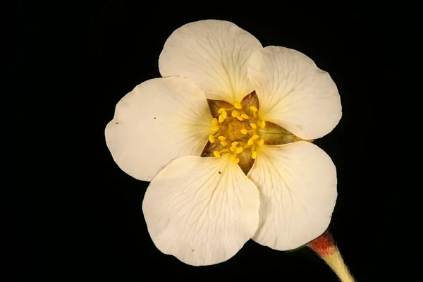 Davurian Cinquefoil Dasiphora Glabrata Blomma Närbild — Stockfoto