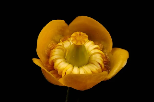Sarı Zambağı Nuphar Lutea Çiçek Kapanışı — Stok fotoğraf