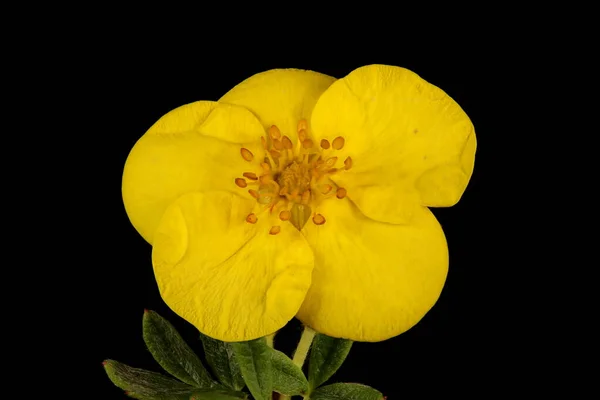Shrubby Cinquefoil Dasiphora Fruticosa Çiçek Kapanışı — Stok fotoğraf