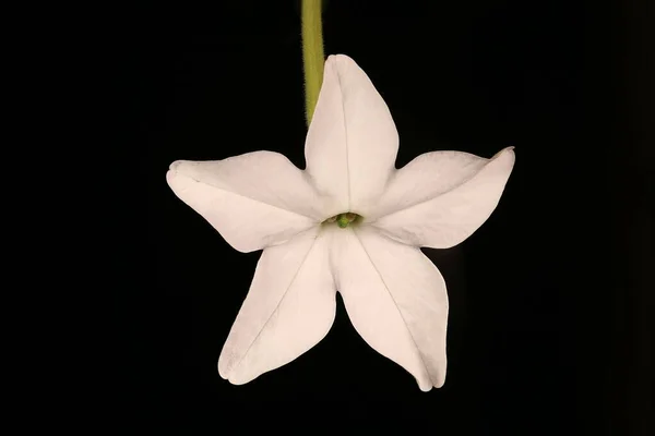 Tabacco Dolce Nicotiana Alata Primo Piano Fiore — Foto Stock