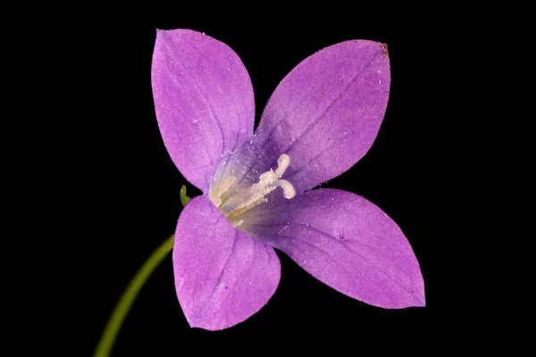 Difundir Campanario Campanula Patula Anómalo Cuatro Pétalos Primer Plano Flor — Foto de Stock