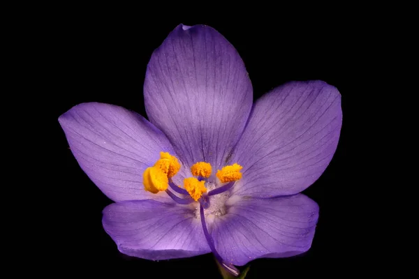 Jacob Ladder Polemonium Caeruleum Flower Closeup — Stock Photo, Image