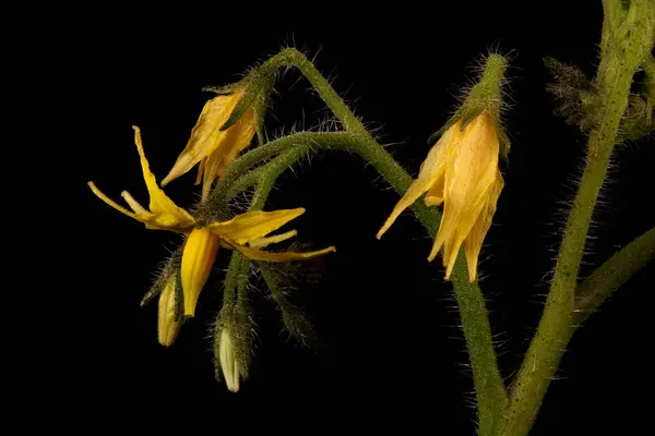 Tomate Lycopersicon Esculentum Inflorescence Gros Plan — Photo