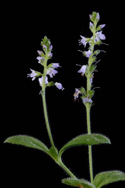 Heath Speedwell (Veronica officinalis). Alışkanlık