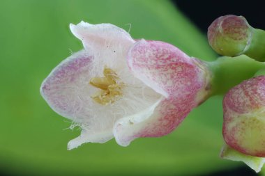 Snowberry (Symphoricarpos albus). Çiçek Kapanışı