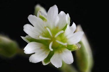 Fare kulaklı (Cerastium fontanum). Çiçek Kapanışı